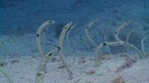 Colony Of Spotted Garden Eels Feeding With Current, An Aurora Shrimpgoby With Partner Alpheid Shrimp In Burrow In Middle Of Colony, Cu, Vaavu Atoll, The Maldives