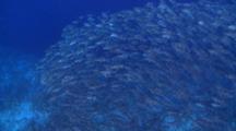 Large School Of Bigeye Trevallies Swimming Up Along Reef Wall, From Above, Vaavu Atoll, The Maldives