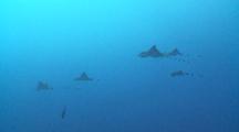 School Of Spotted Eagle Rays Swimming, Vaavu Atoll, The Maldives