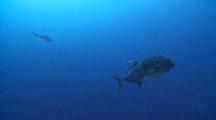 School Of Grey Reef Sharks And Moon Fusiliers, Giant Trevally Swims Past, Vaavu Atoll, The Maldives