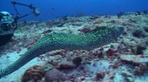 Honeycomb Moray Eel Free Swimming Away From Photographer, Vaavu Atoll, The Maldives