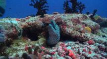 Honeycomb Moray Eel Free Peeking Out Of Crevice, Watches Titan Triggerfish Swims Past, Vaavu Atoll, The Maldives