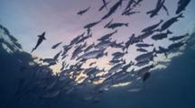 School Of Lowfin Drummers Swimming Near Surface At Dusk, Vaavu Atoll, The Maldives