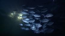 School Of Lowfin Drummers Swimming Near Surface At Night, Vaavu Atoll, The Maldives