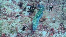 Honeycomb Moray Eel Free Swimming Over Reef, Vaavu Atoll, The Maldives
