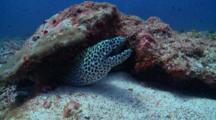 Honeycomb Moray Eel Nestled Under Rock, Vaavu Atoll, The Maldives