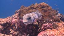 Spotted Burrfish Getting Clean At Cleaning Station, South Ari Atoll, The Maldives