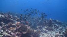 Schooling Greenthroat Parrotfish, Maamigili, South Ari Atoll, The Maldives