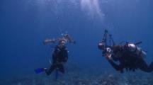 Photographer Taking Photos Of Diver With Two Porcupinefish, Maamigili, South Ari Atoll, The Maldives