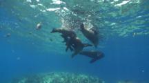 Several California Sea Lions Floating Near Surface With Several Five-Banded Damselfishes, Male Sea Lion Swims Around, La Paz, Sea Of Cortez, Mexico