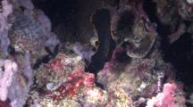 Juvenile Pinnate Spadefish Swimming Around Reef, The Visayas, Philippines