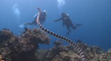 Banded Sea Krait Swimming With Scubadivers In Background, The Vsiayas, Philippines