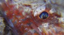 Reef Lizardfish Hidding Under Sand