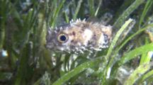 Orbicular Burrfish Swimming In Sea Grass