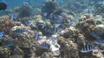 Scissortail Sergeant Fish Over The Reef