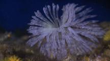 Sabellastarte Feather Duster Worm Feeding With Current, Worm, Malapascua, Philippines