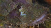 Tassled Scorpionfish, Close Up, Malapascua, Philippines