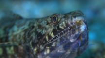 Twospot Lizardfish, Portrait, Front View, Malapascua, Philippines