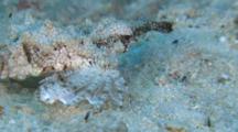 Dragon Sea Moth Moving Along Sandy Sea Floor, Profile, Cu, Malapascua, Philippines
