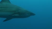 Single Blacktip Reef Shark Moves Through Frame, Aliwal, South Africa