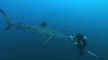 Tiger Shark Moves To Cameraman Hits Lens, Cu, Aliwal Shoals, South Africa