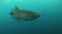 Tiger Shark Moves To Camera, Cu, Aliwal Shoals, South Africa