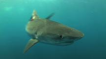 Tiger Shark Moves To Camera, Cu, Aliwal Shoals, South Africa