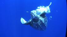 Leatherback turtle swimming near surface ascending and descending in blue water, CU, Indonesia