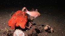 Giant Frogfish (Red) Eating Cardinal Fish, Feeding, Night Dive, Lembeh Strait, Sulawesi, Indonesia