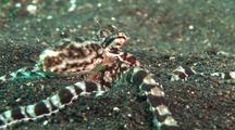 Mimic Octopus Moving Over Sand As Flounder, Kbr, Sulawesi, Indonesia
