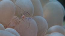 Bubble Coral Shrimp In Anemone, Cu, Kbr, Sulawesi, Indonesia