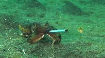 Flamboyant Cuttlefish Eating Filefish, Cu, Kbr, Sulawesi, Indonesia