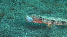 Twospot Lizardfish With Saddled Toby Pufferfish In Mouth, Move Round To Cu Profile, Kbr, Sulawesi, Indonesia