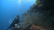 Diver And Large School Of Young Cardinalfish, Baa Atoll, The Maldives