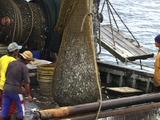 Trawler Fishing hauling in nets with bycatch