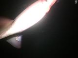 Humboldt Squid Moving Away From Camera To Bait, Cu
