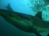 Sardine Bait Ball, Bronze Whaler Shark Through Ball To Camera, Cu, South Africa