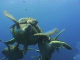Group of Green Sea Turtles mating, Sipadan, Malaysia, Borneo