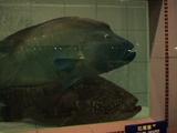 Napoleon Wrasse in Live Reef Fish Trade