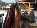 Dead Thresher Sharks At Fish Market