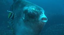 Sunfish At Cleaning Station, Indonesia