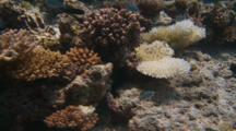 Coral Bleaching Stock Footage
