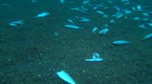 Bycatch Discarded Sulawesi