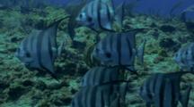 School Of Atlantic Spadefish Swim Above Reef