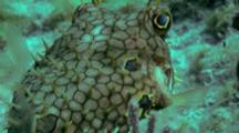 Web Burrfish All Puffed Up Against Nassau Grouper 02