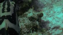 Web Burrfish All Puffs Up Against Nassau Grouper 03