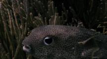 Porcupinefish Swims Slowly Around Reef