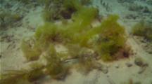 Algae Bloom In Dry Tortugas National State Park
