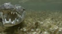 American crocodile Attacks The Camera