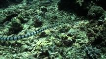 Banded Sea Snake (Laticauda Laticauda) Hunting